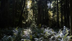 3 Day Tofino, BC Itinerary